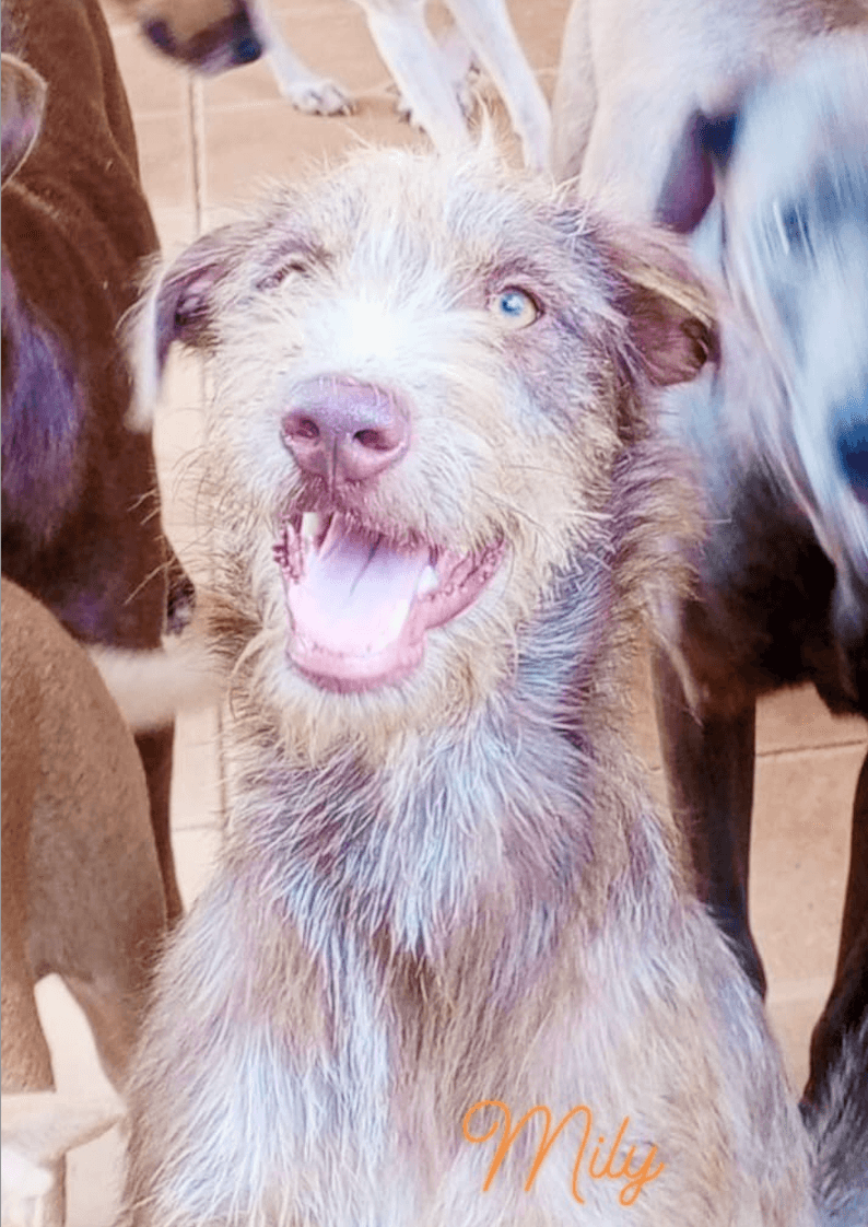 A photograph of milly